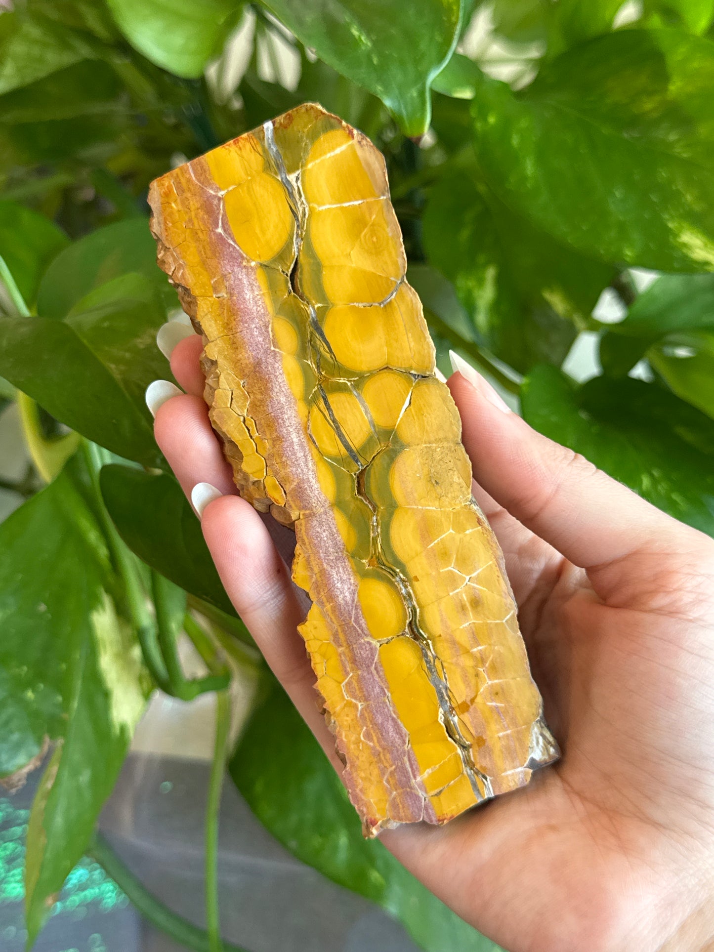 Unique Orbicular Ocean Jasper Slab
