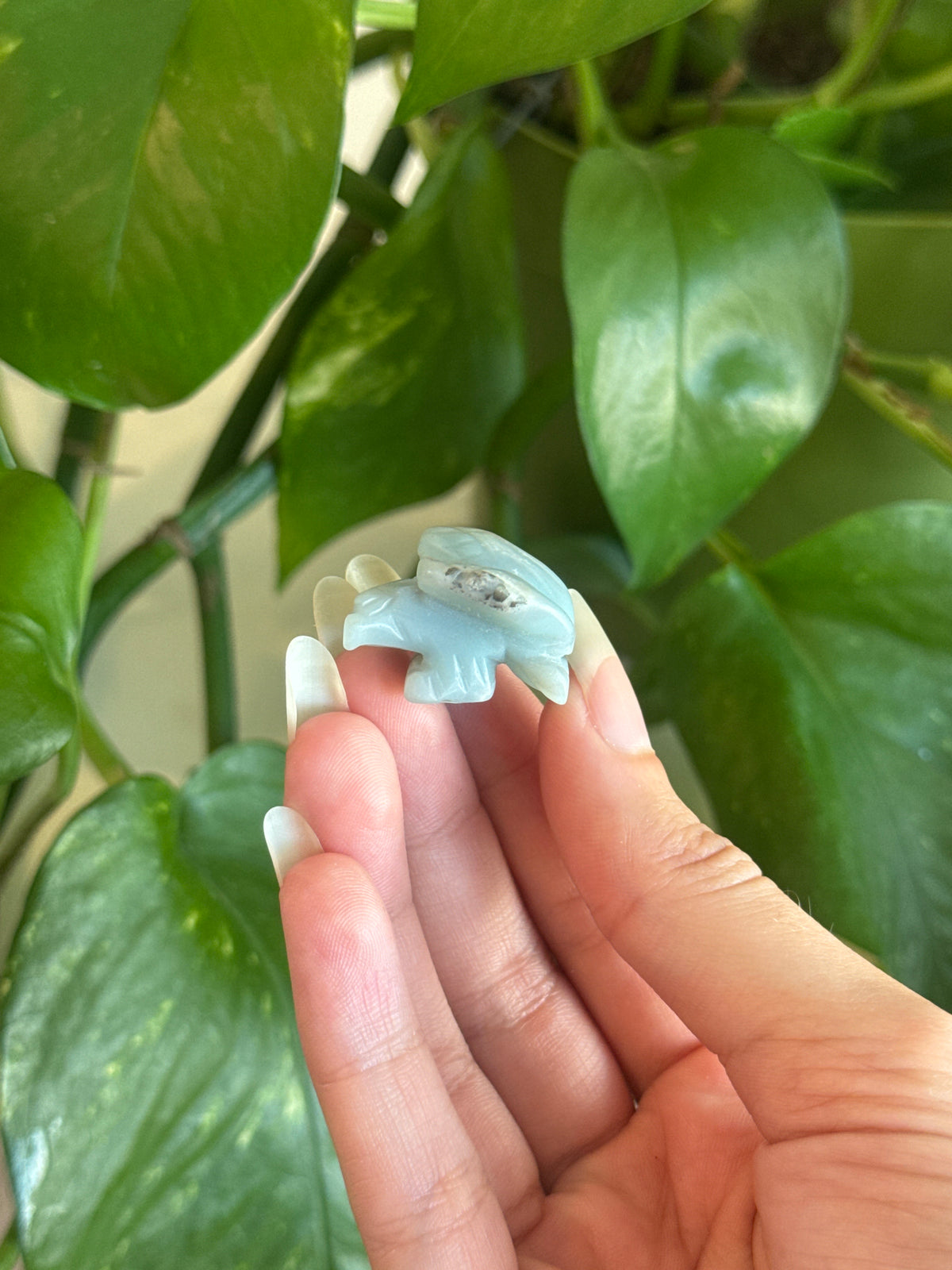 Caribbean Calcite Eagle