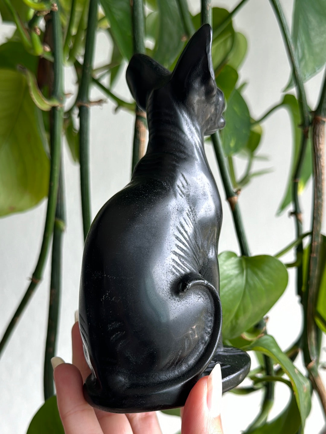 Large Obsidian Hairless Cat