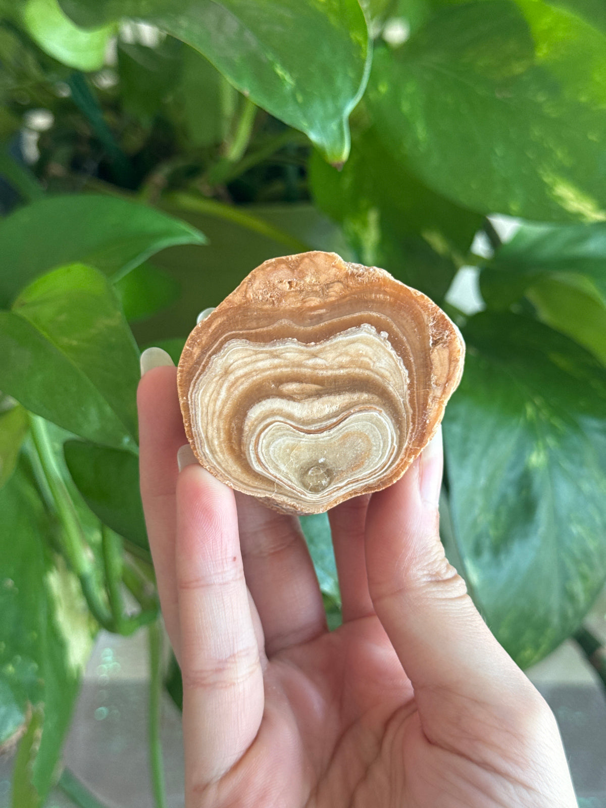 Petrified Wood Slab D