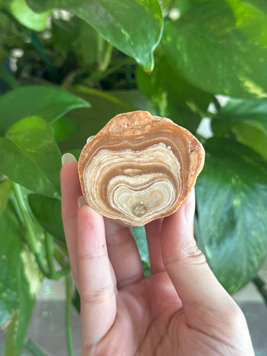 Petrified Wood Slab D