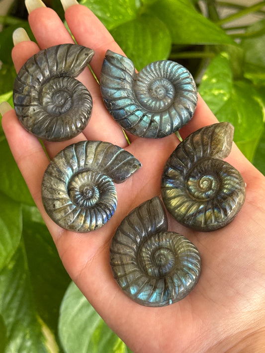 Flashy Labradorite Shell Carving