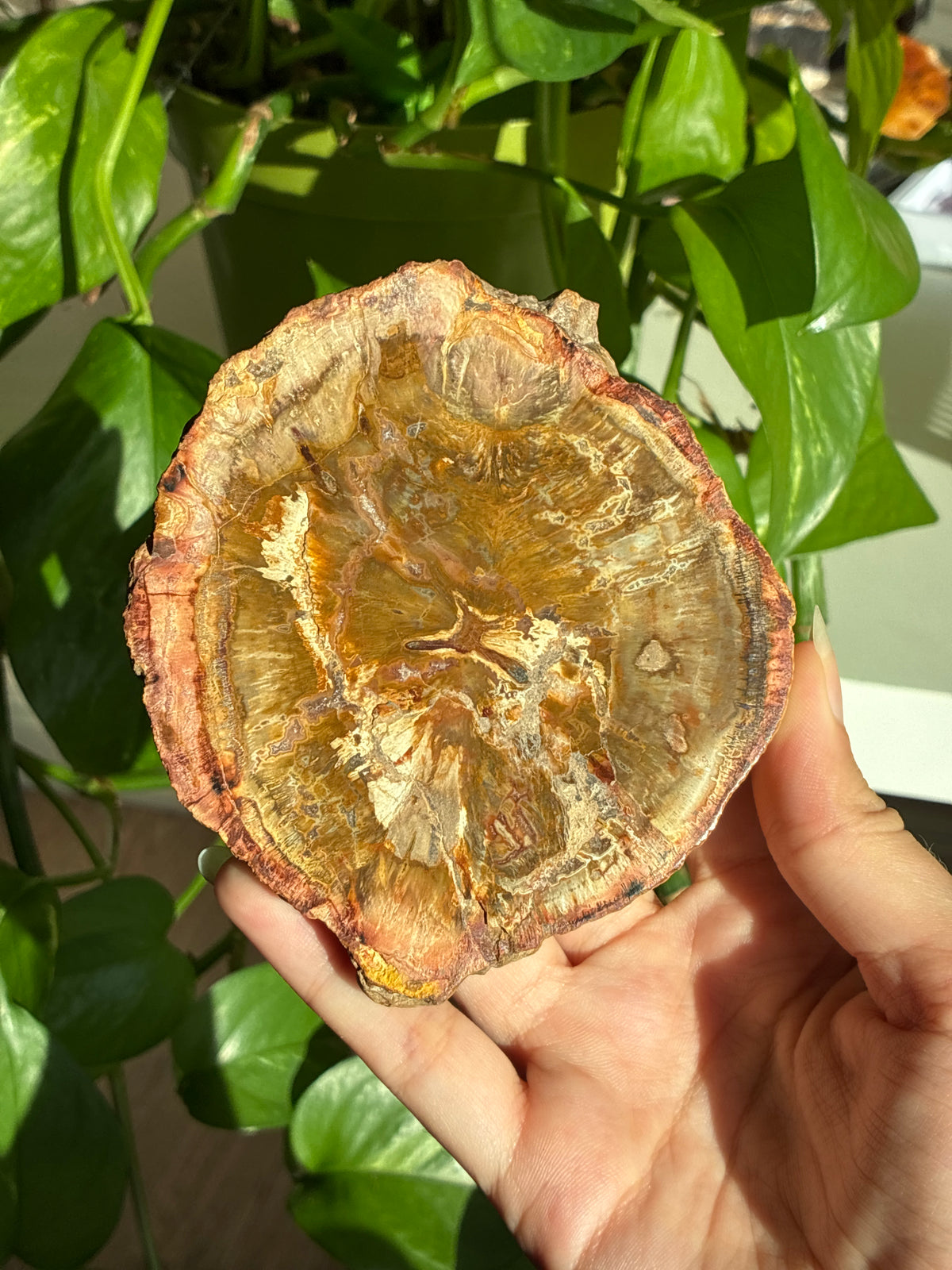 Petrified Wood Slab