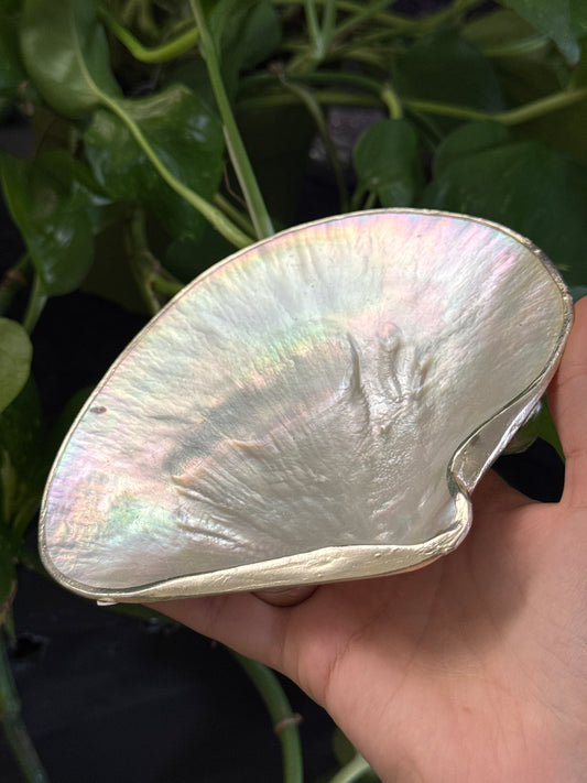 lridescent Shell Dish B