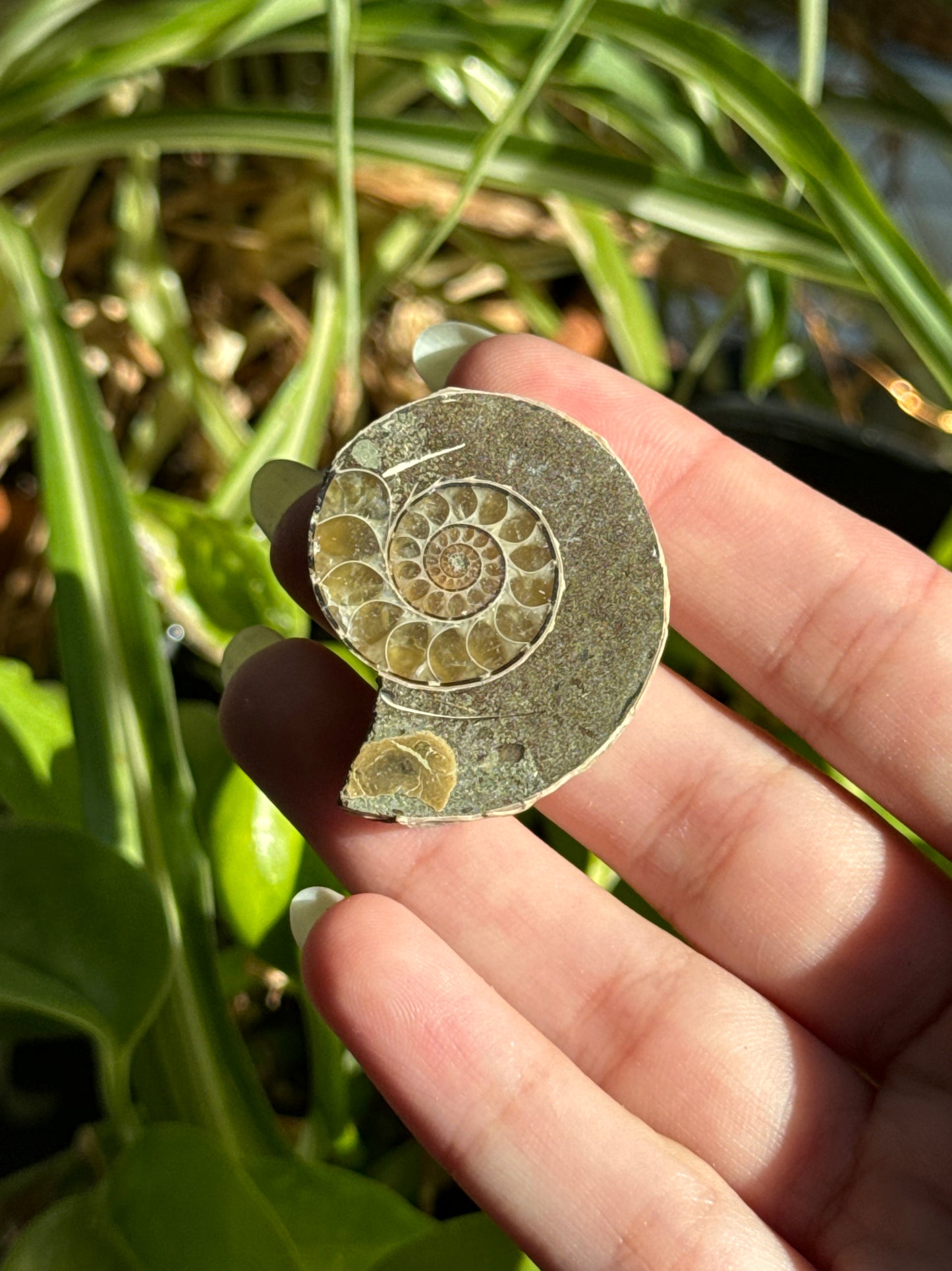 Iridescent Ammonite Specimen