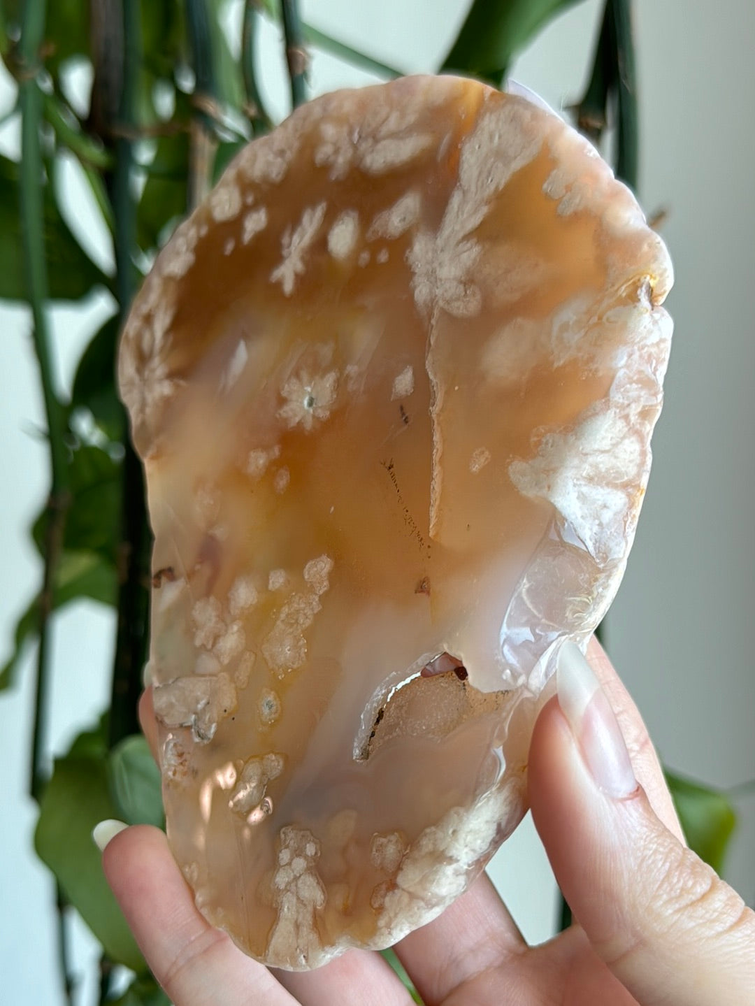 Large Flower Agate Slab