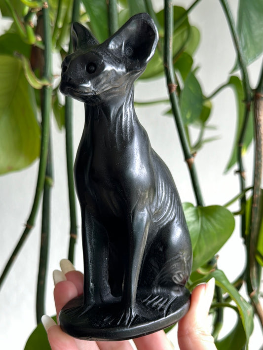 Large Obsidian Hairless Cat