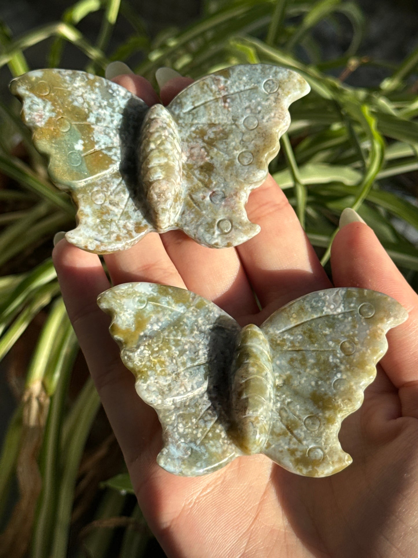 Sea Jasper Butterfly