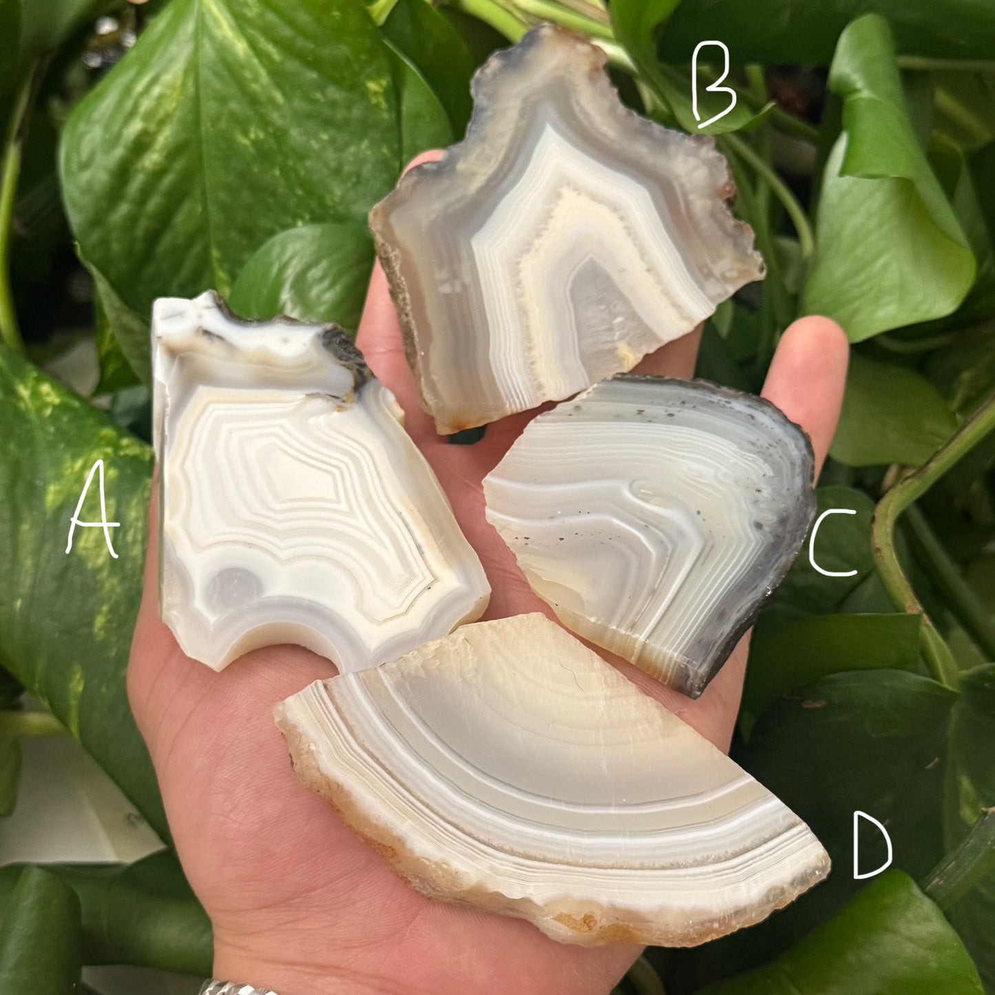 Grey Lace Agate Slab | You Pick