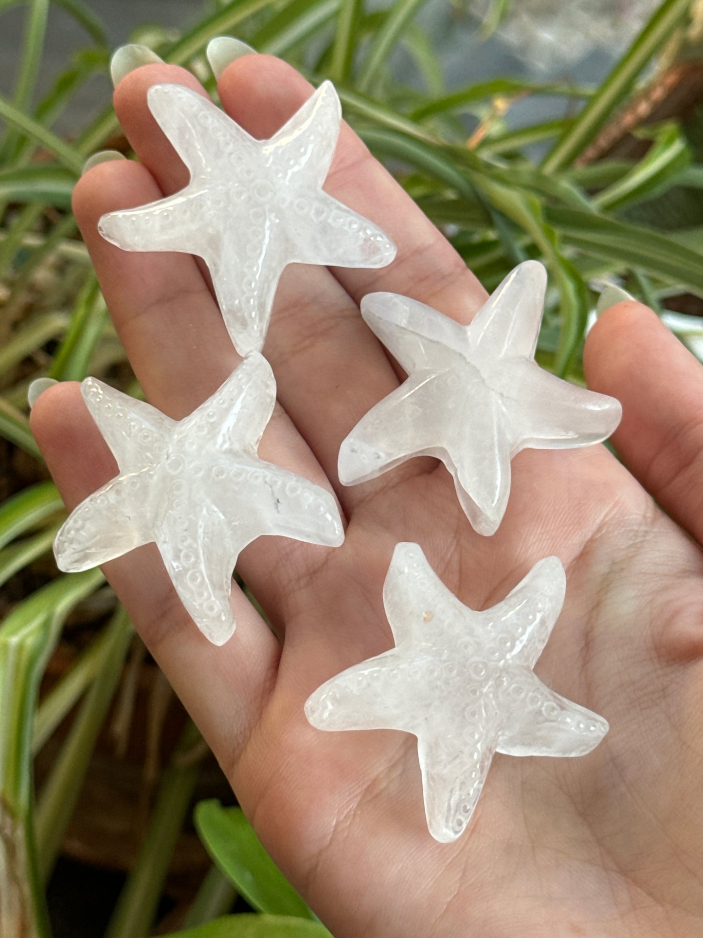 Starfish Carvings | You Pick Material