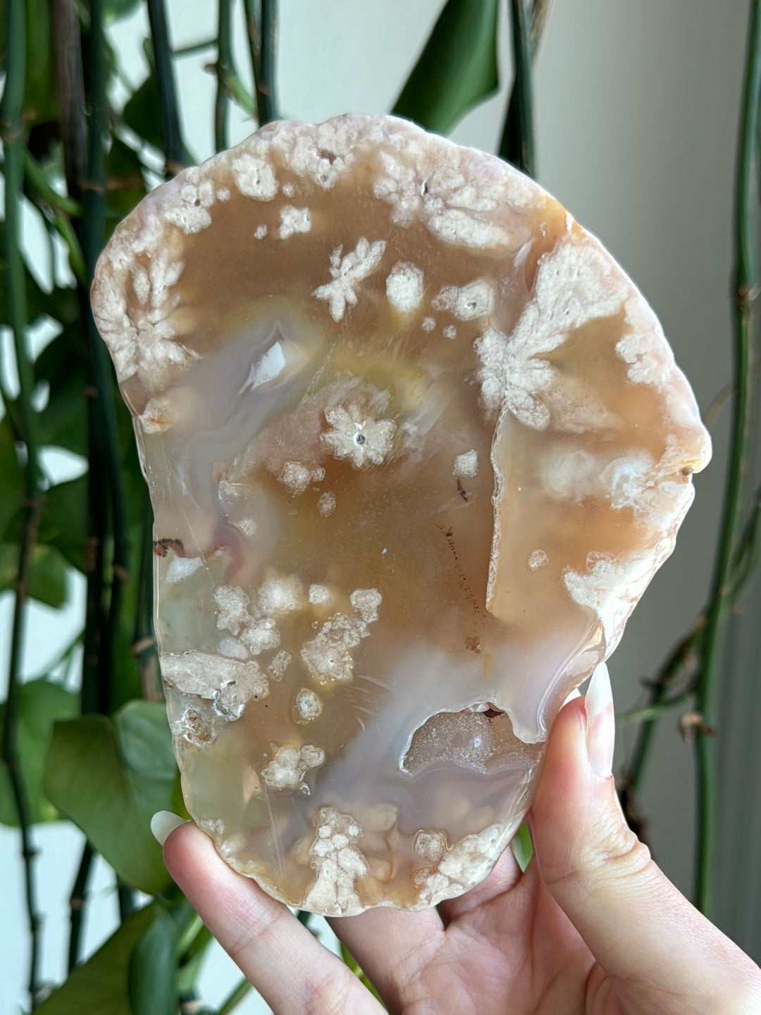 Large Flower Agate Slab