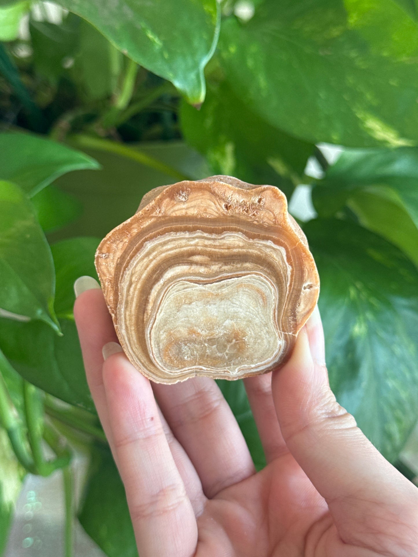 Petrified Wood Slab E