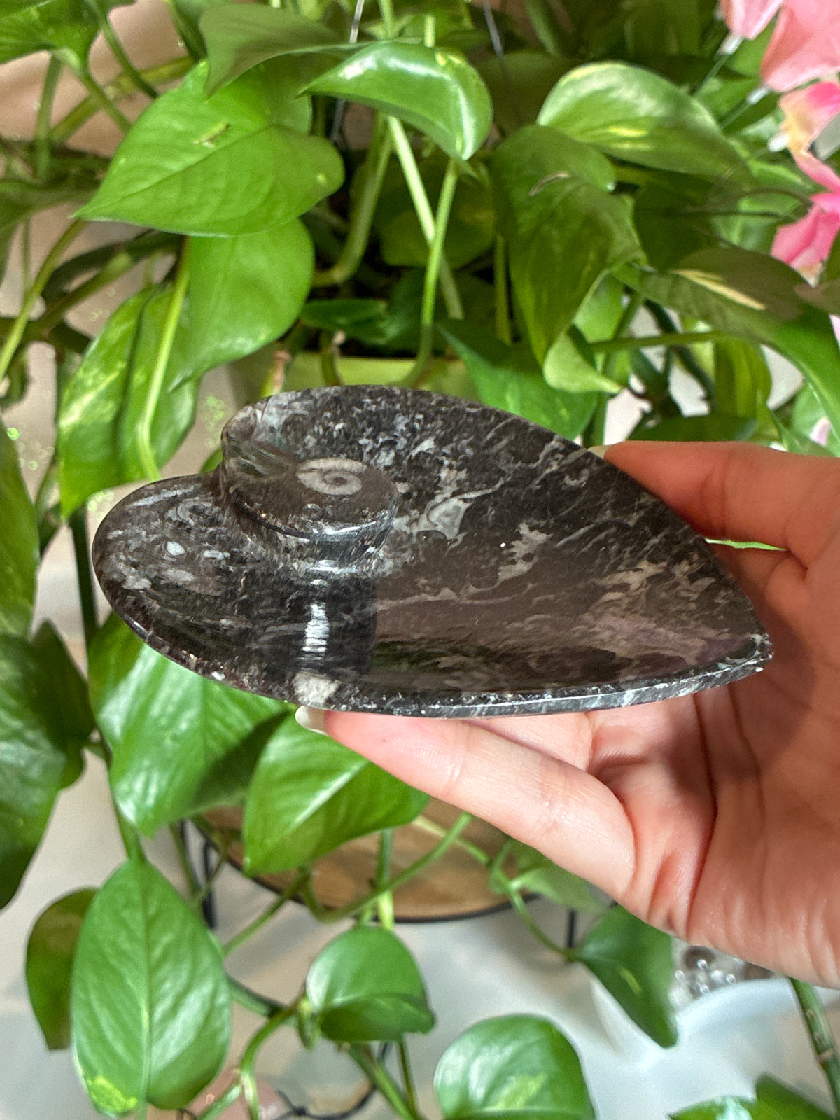 Black Orthoceras Heart Bowl