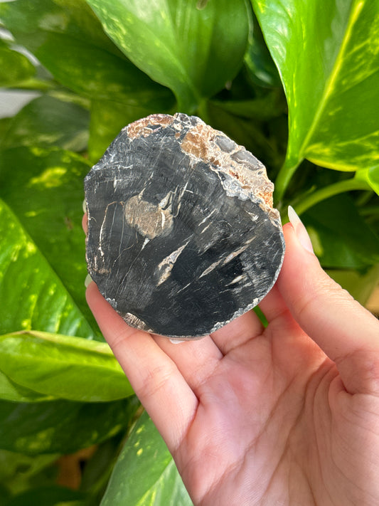 Black Petrified Wood Slab