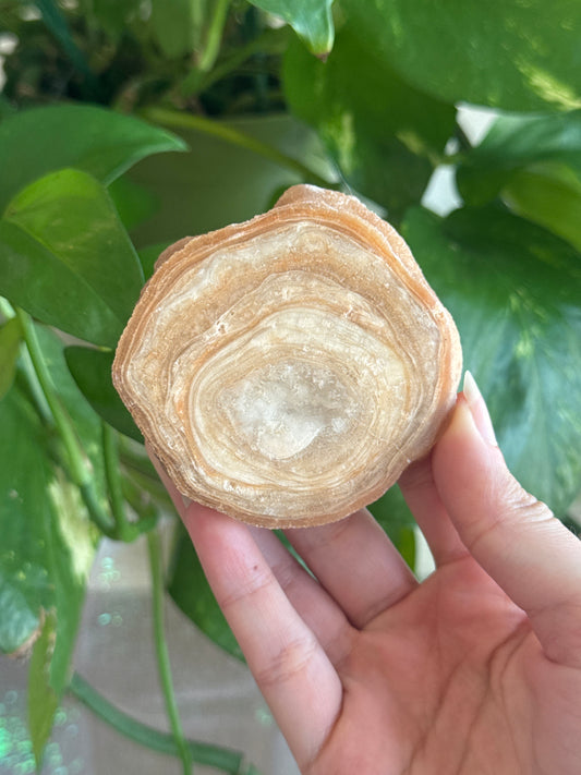 Petrified Wood Slab B