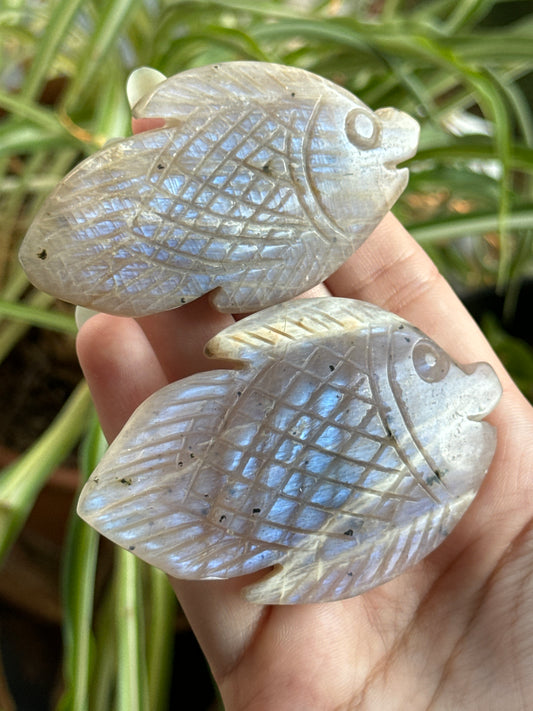 Moonstone Fish