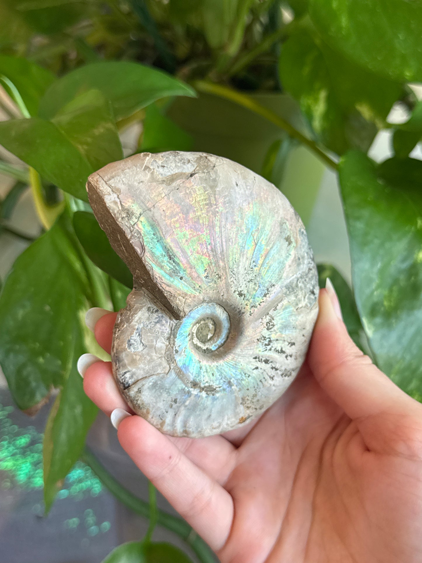 Large Full Iridescent Ammonite Specimen
