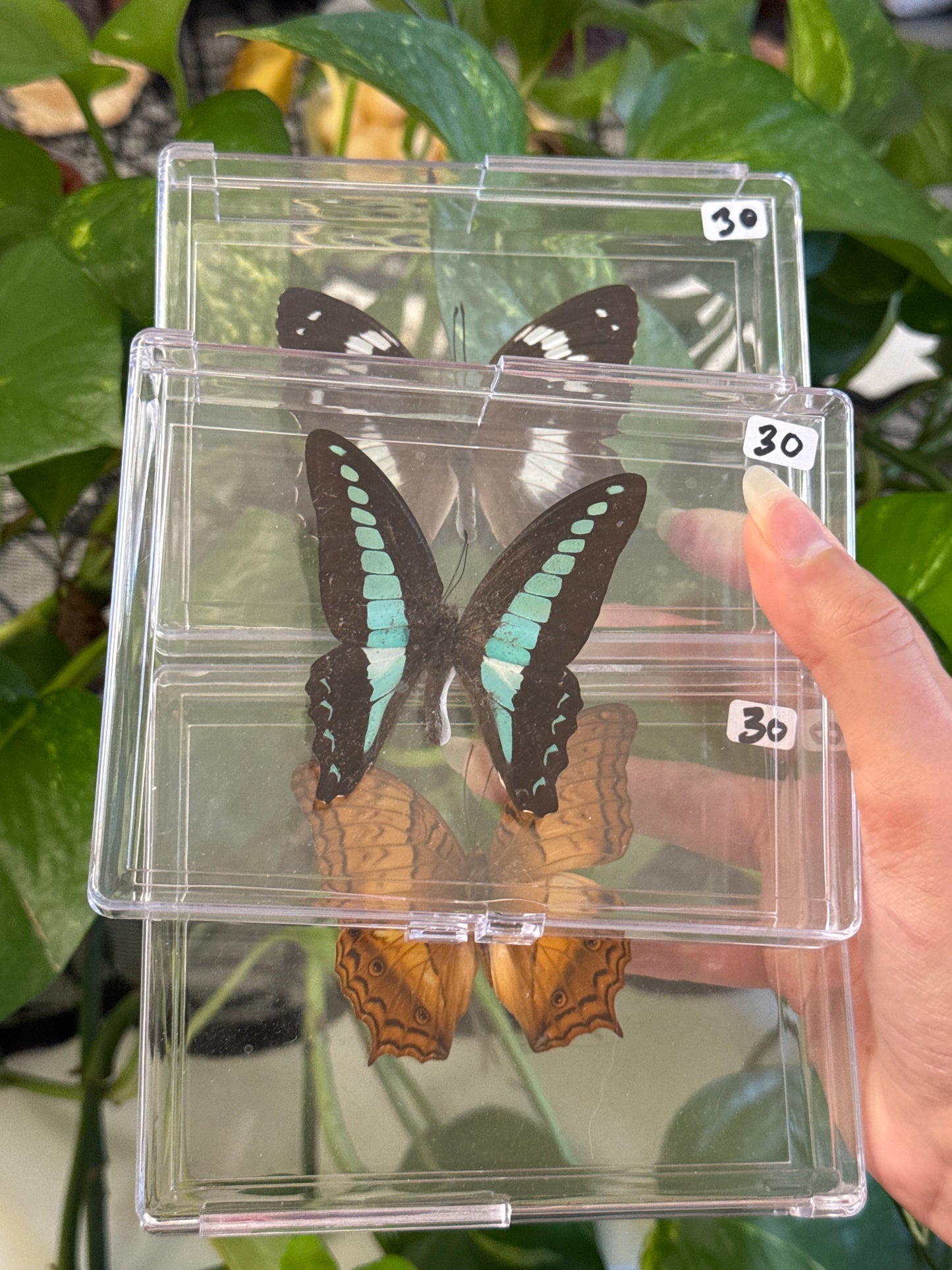 Preserved Butterfly Specimen Box | You Pick
