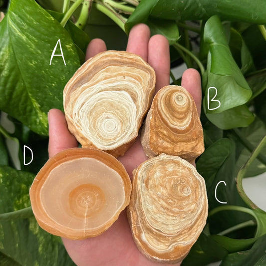 Unique Petrified Wood Slab | You Pick