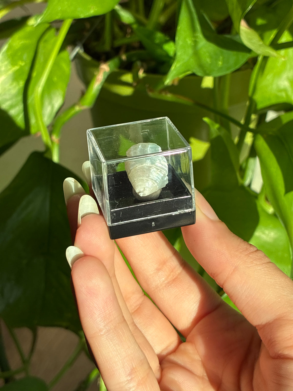 Mini Shell in Case