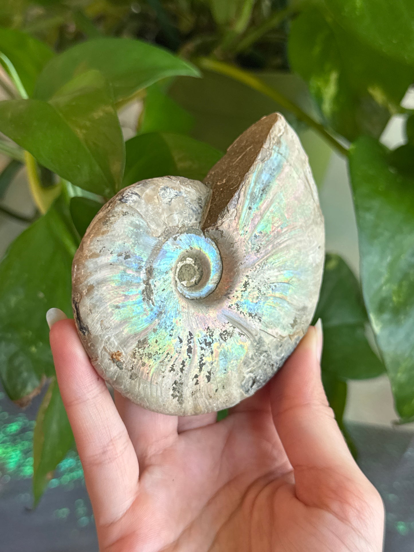 Large Full Iridescent Ammonite Specimen