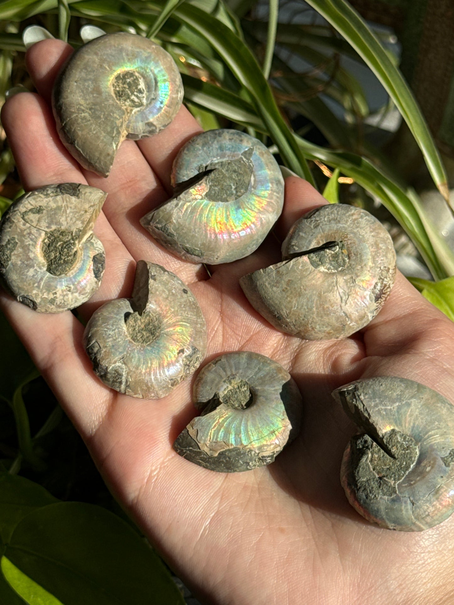 Iridescent Ammonite Specimen