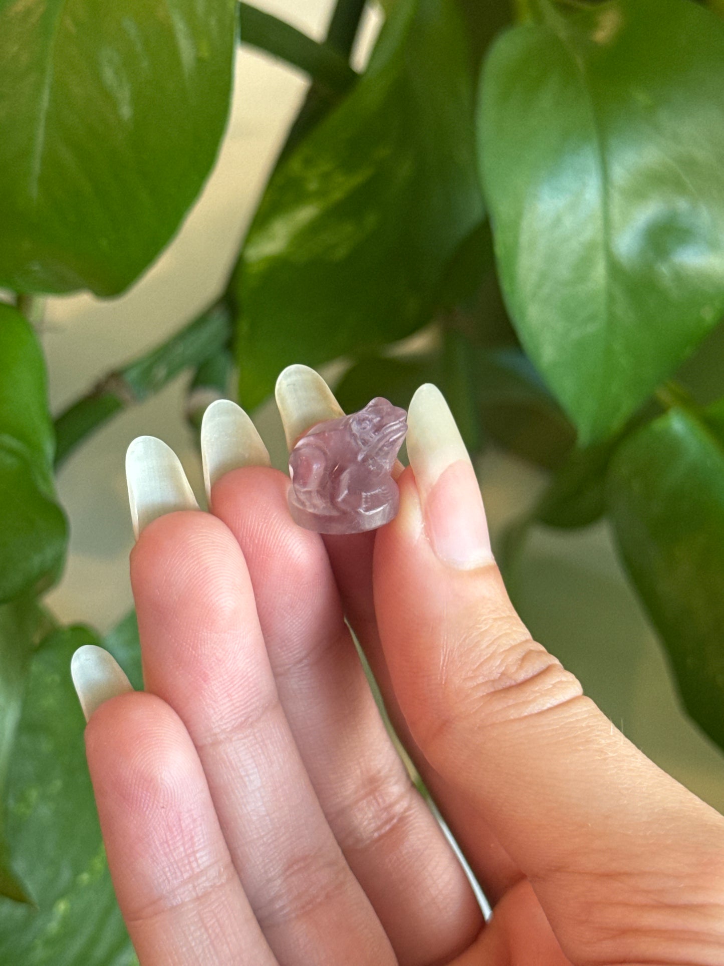 Fluorite Cutie Frog
