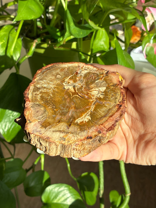 Petrified Wood Slab
