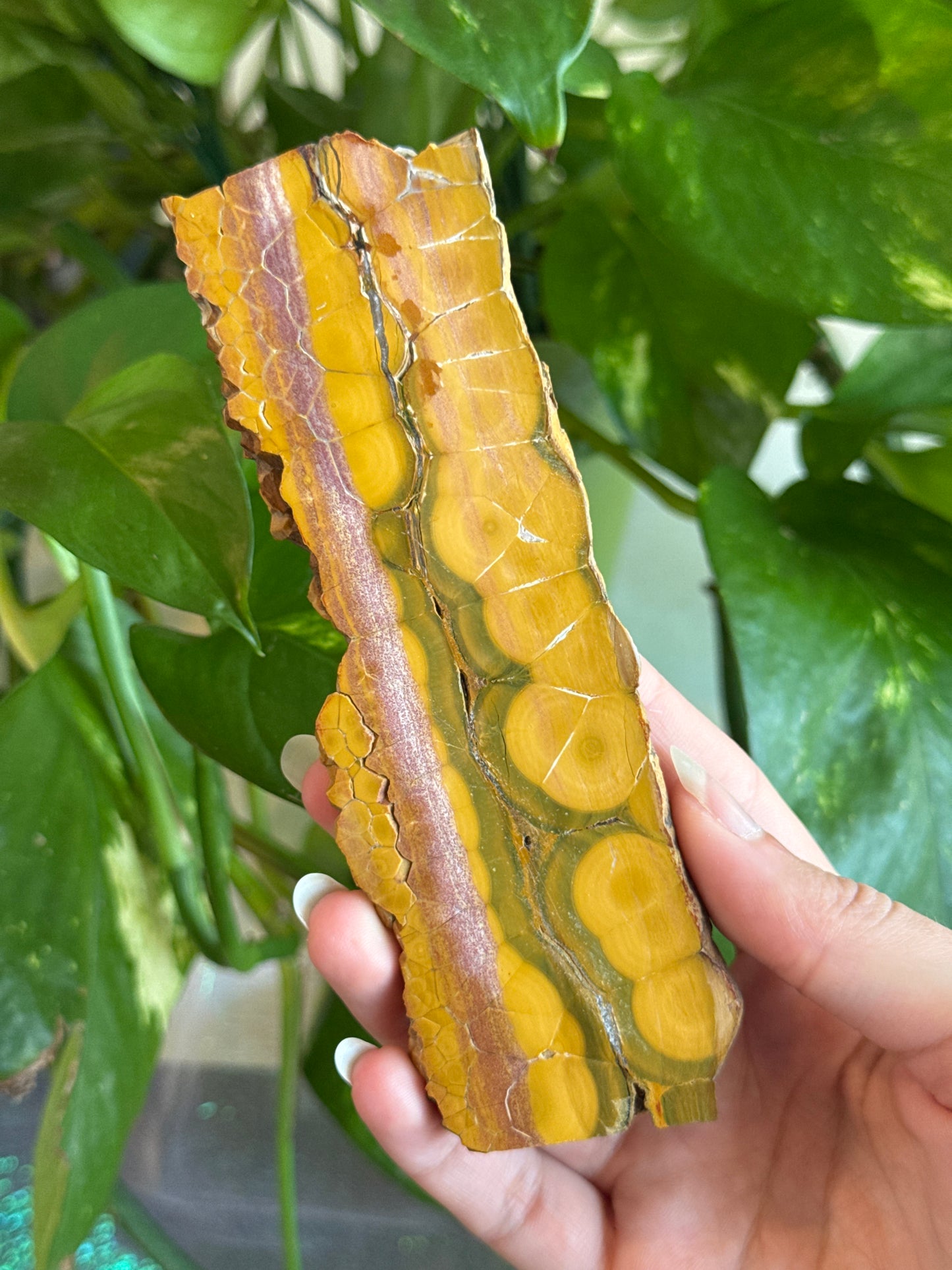 Unique Orbicular Ocean Jasper Slab
