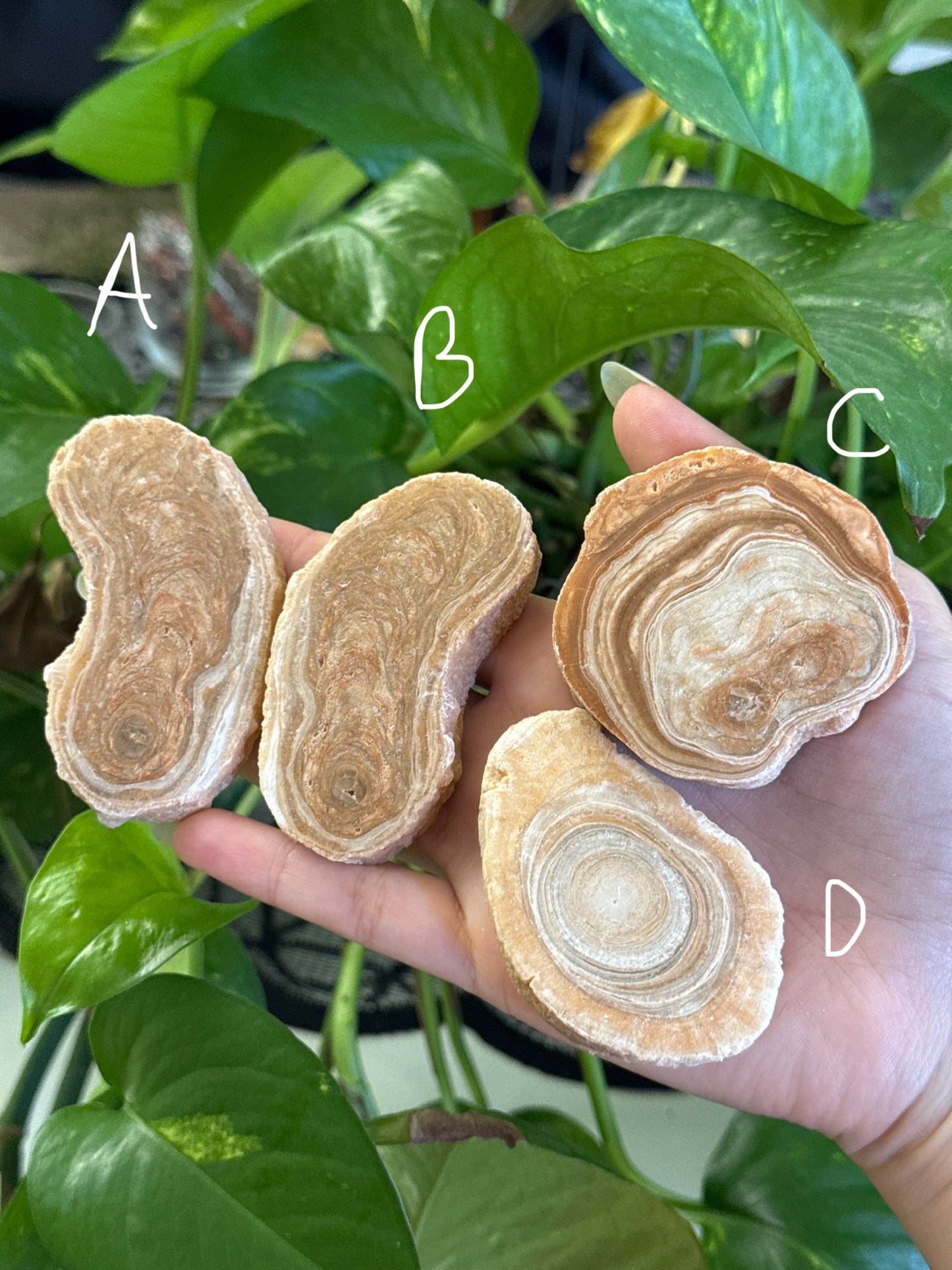 Petrified Wood Slabs | You Pick