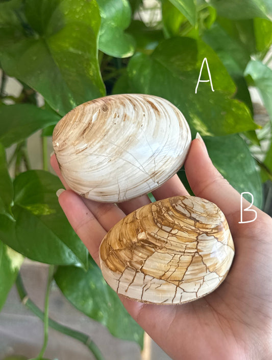 Fossilized Clam Shell | You Pick